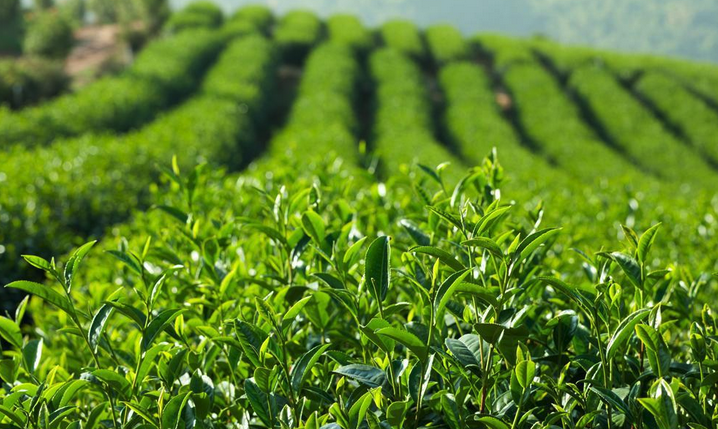 茶樹的生活習(xí)性怎么樣,分布在哪些地區(qū)?