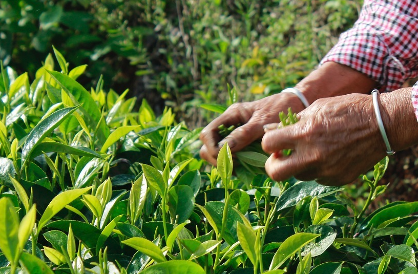 茶樹的生活習(xí)性怎么樣,分布在哪些地區(qū)?