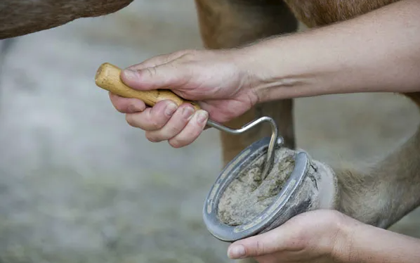 馬場中多久護理馬蹄,如何減少真菌感染?