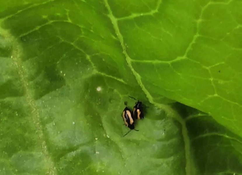 生物殺蟲劑如何應用,存在什么問題?