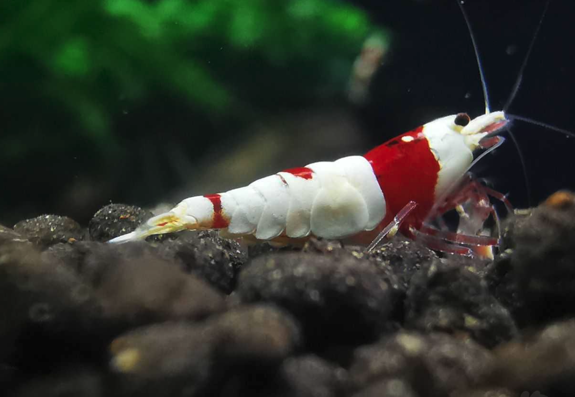 泡泡蝦有哪些形態特征,分布在哪些海域?