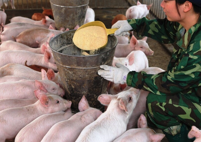 豬飼料中需要動物脂肪嗎,有哪些作用?