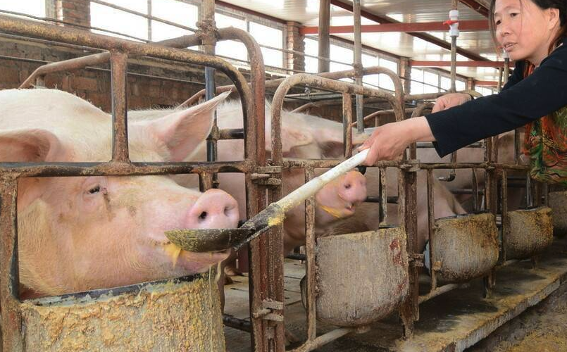 豬飼料中需要動物脂肪嗎,有哪些作用?