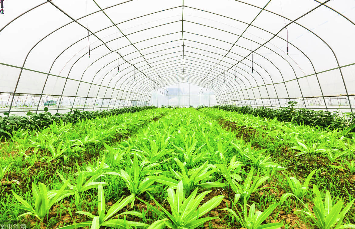 小米椒在大棚種植好還是露地種植好?
