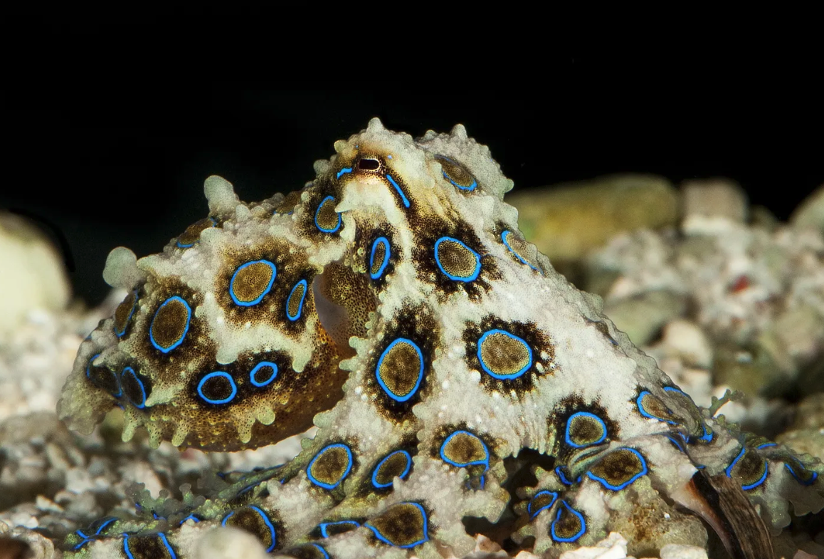 藍環章魚有哪些生活習性,分布在哪些海域?