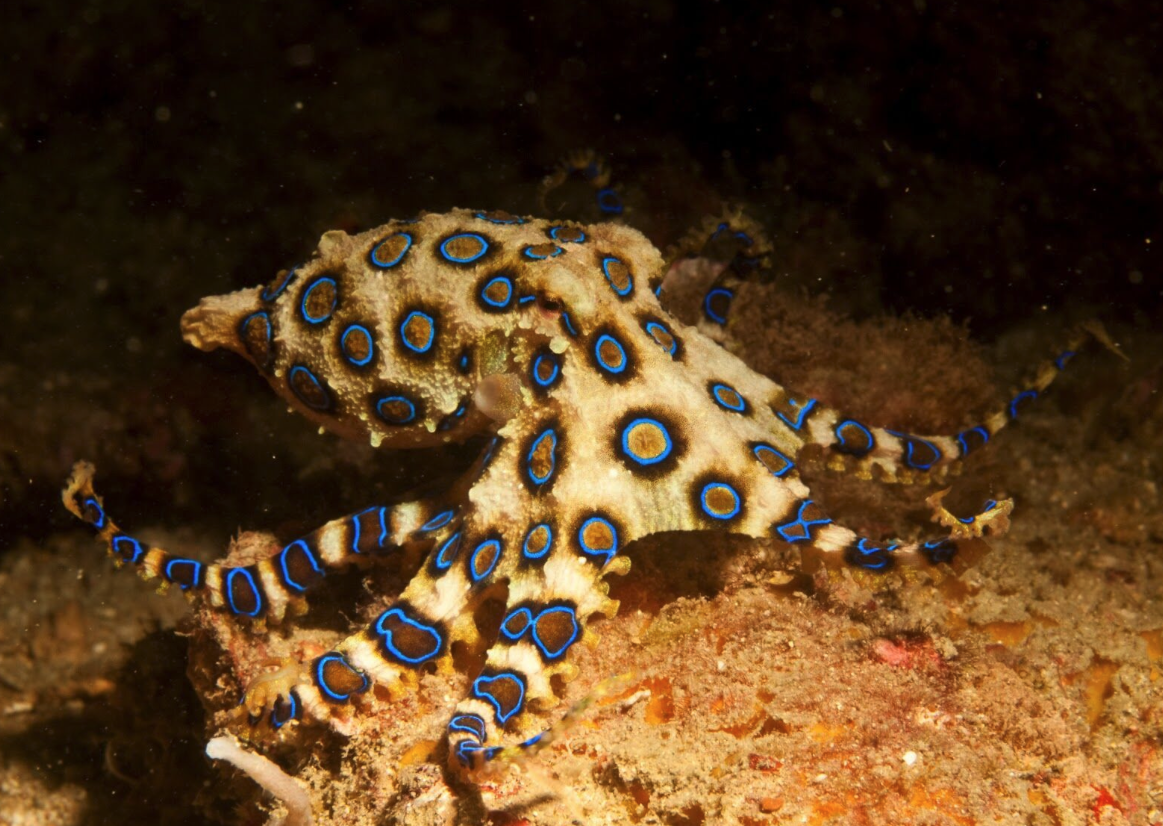 藍環(huán)章魚有哪些形態(tài)特征,壽命一般多久?