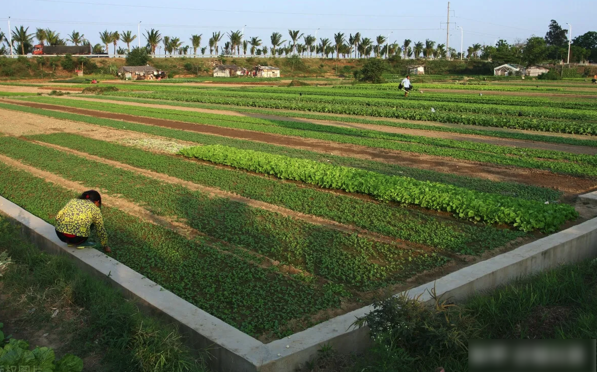 人類活動(dòng)對(duì)農(nóng)業(yè)產(chǎn)生了哪些積極或消極的影響?