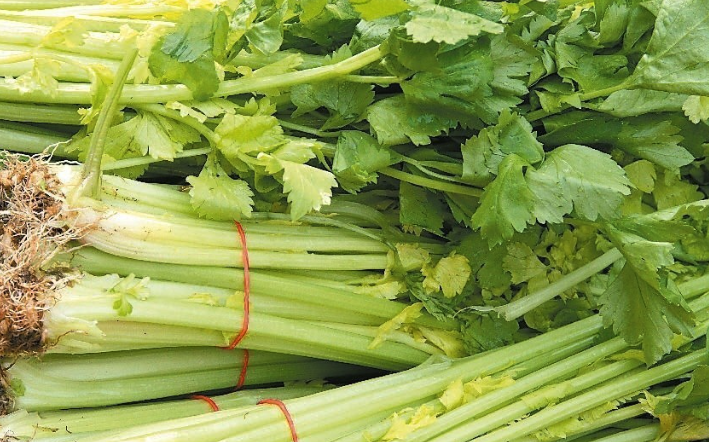 芹菜的生長周期是多久,冬天可以種植嗎?