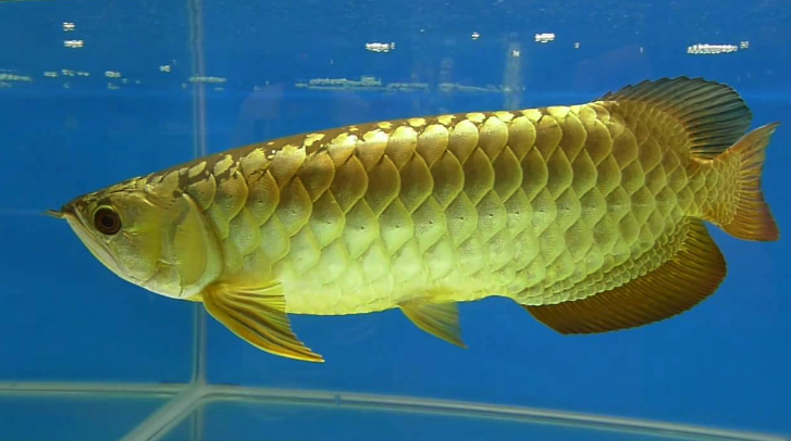 金龍魚有哪些飲食習(xí)性,有什么價值?