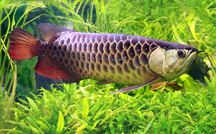 金龍魚的生活習性如何,如何養殖?
