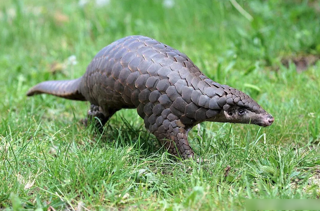 穿山甲是冷血動物嗎?穿山甲的分布和生活習性
