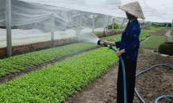 <strong>農(nóng)藥百菌清可以噴灑蔬菜幼苗嗎，有哪些作用?</strong>