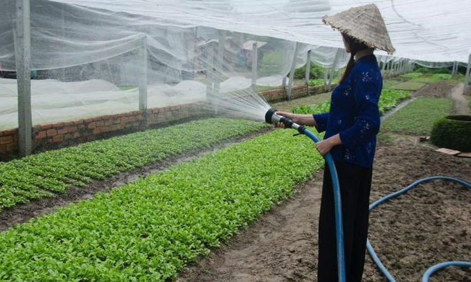 農(nóng)藥百菌清可以噴灑蔬菜幼苗嗎,有哪些作用?