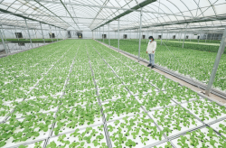 <strong>大棚菜苗的菜苗鍛煉有哪些方式，有什么好處?</strong>