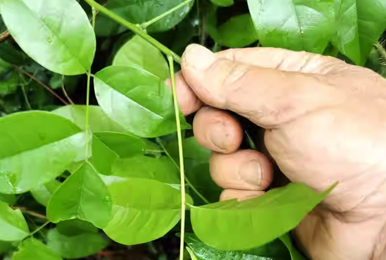 魚藤精可以消滅哪些害蟲,有什么副作用?
