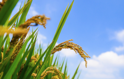 <strong>人類的農(nóng)業(yè)活動(dòng)對(duì)自然產(chǎn)生了哪些積極或不利的影響？</strong>