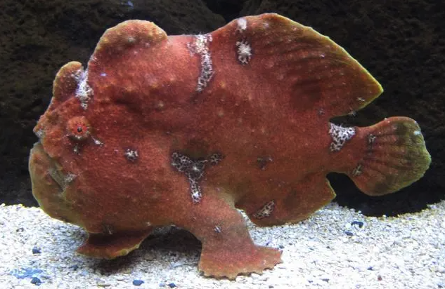 躄魚有哪些形態(tài)特征,分布在哪些地區(qū)?