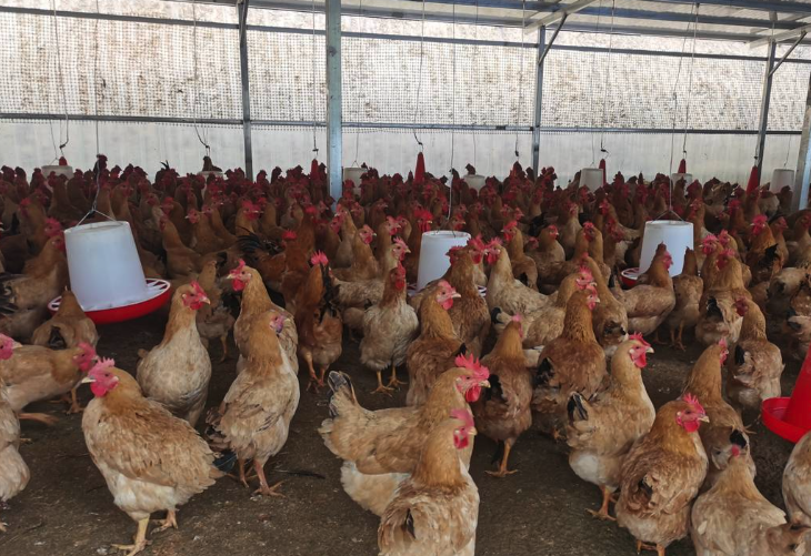 雞的抗菌類藥物有哪些,可以加入到飼料中嗎?