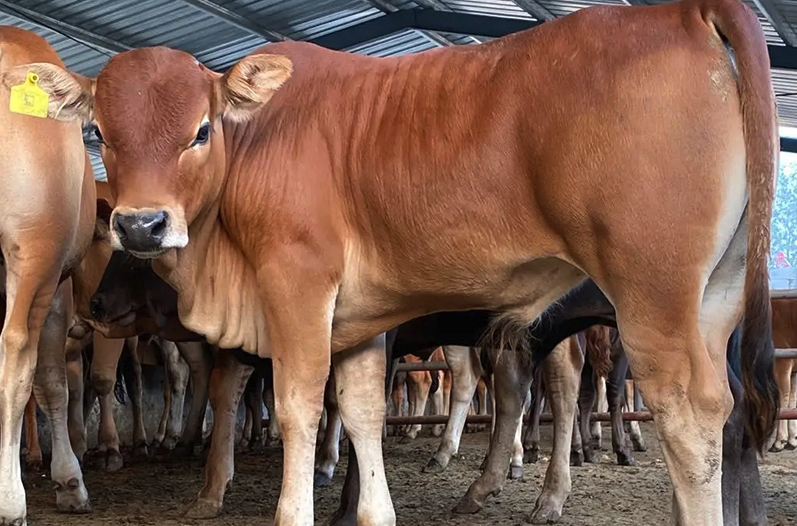 肉牛的生長周期一般多久,如何飼喂成長更快?