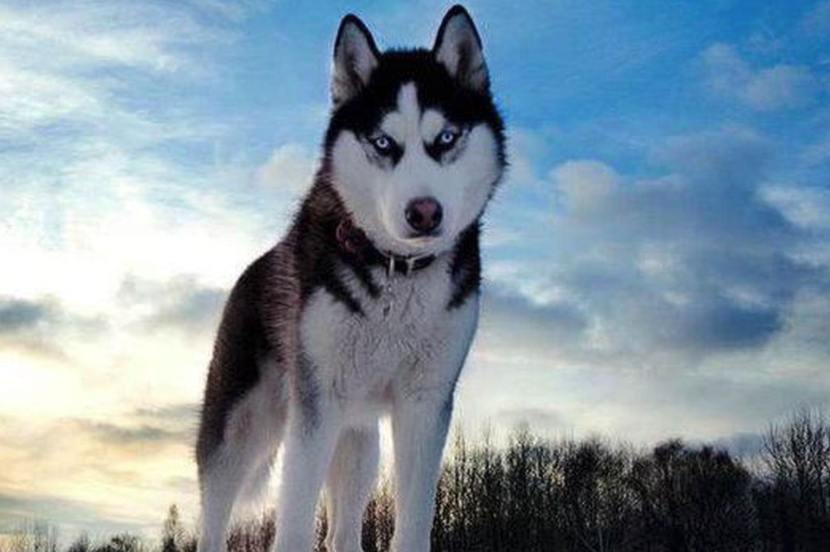 哈士奇可以作為警犬嗎?哈士奇的特點介紹