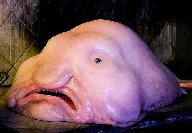 水滴魚有哪些生活習性,如何繁衍?