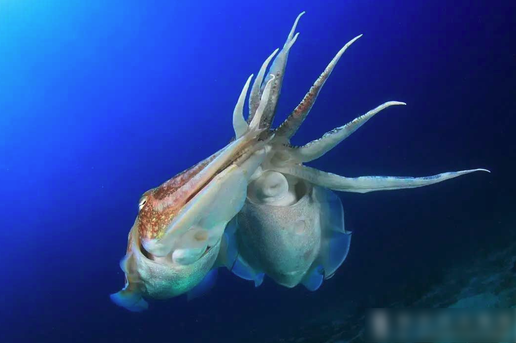 烏賊和魷魚有哪些區別?
