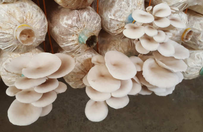 平菇的生長周期多久,對溫度有哪些要求?