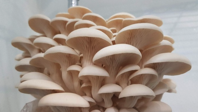 平菇如何種植,有哪些生態習性?