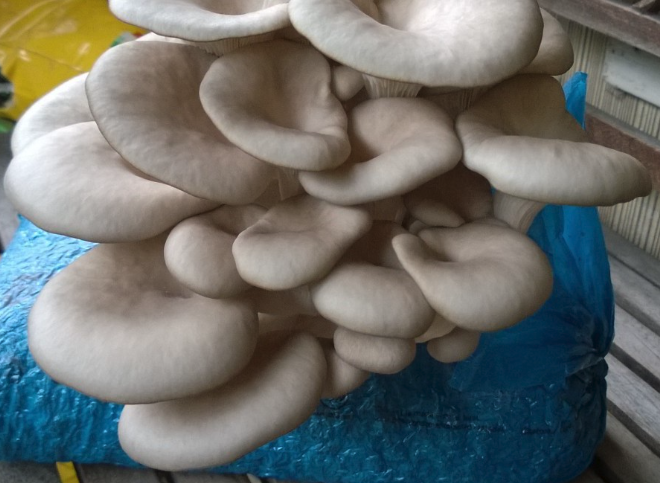 平菇如何種植,有哪些生態習性?
