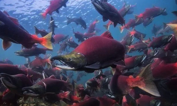 大馬哈魚(yú)有哪些生活習(xí)性,有什么營(yíng)養(yǎng)價(jià)值?