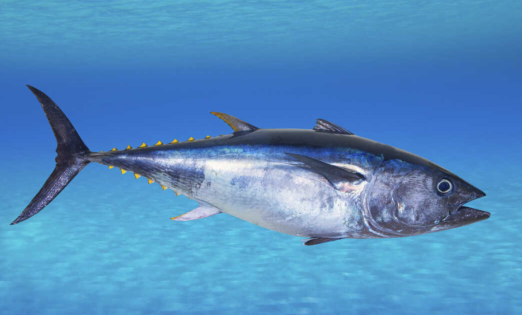 藍鰭金槍魚的游速有多快,如何進行養殖?