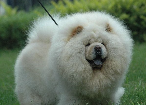 松獅有哪些體貌特征,如何飼養?