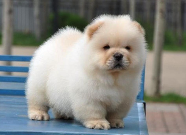 松獅有哪些體貌特征,如何飼養?