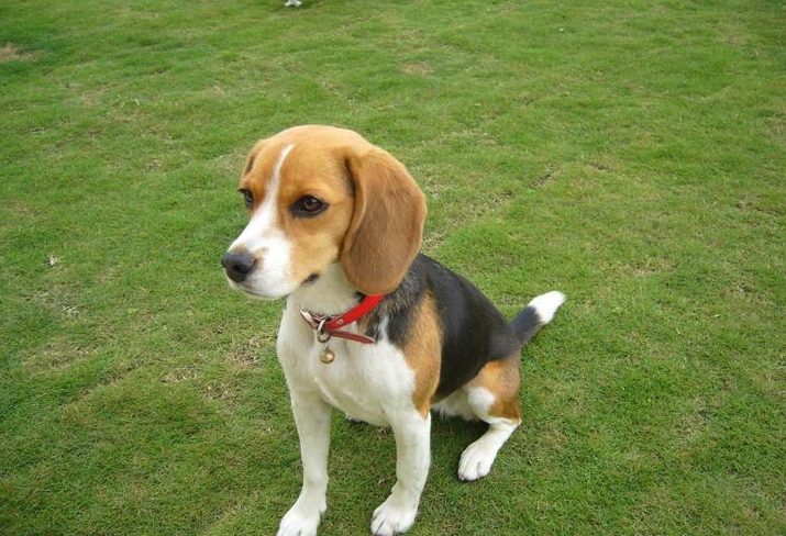 獵兔犬有什么形態(tài)特征,有哪些特點(diǎn)?