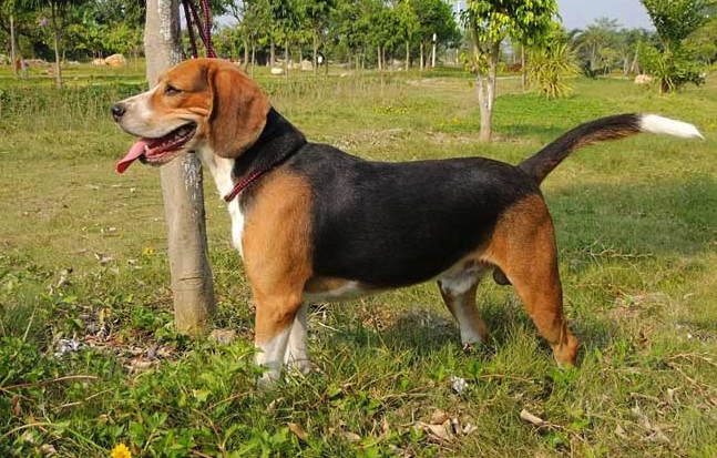 獵兔犬有什么形態(tài)特征,有哪些特點(diǎn)?