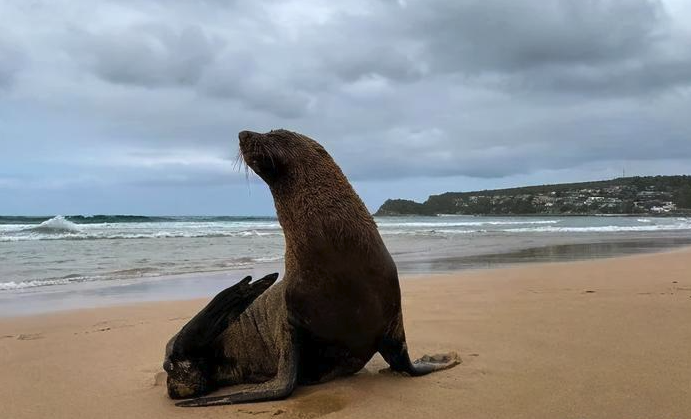 海狗是什么動物,有哪些形態特征?