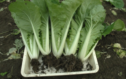 <strong>小白菜如何培育壯苗，對(duì)雨水和溫度有哪些要求？</strong>