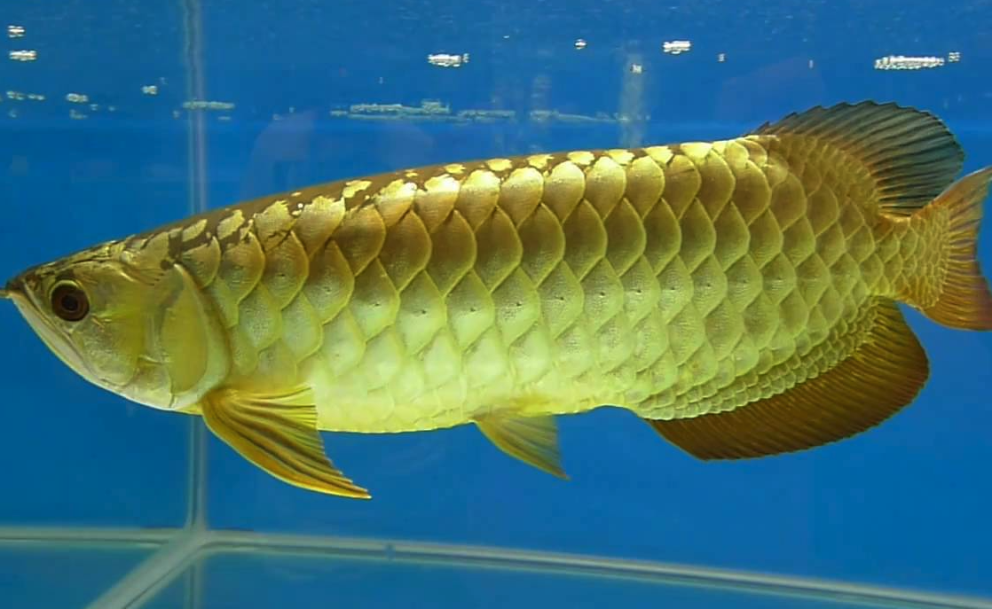 金龍魚對水質有哪些要求,如何培育魚苗?