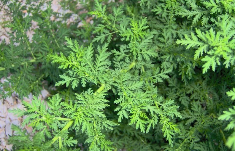 黃蒿有哪些生態習性,如何進行種植?