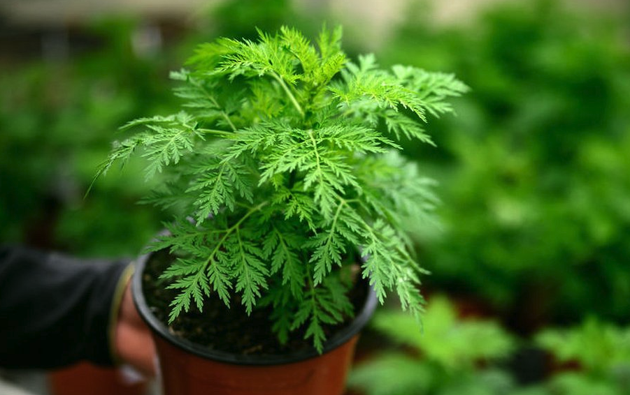 黃蒿有哪些形態特征,主要分布在哪些地區?