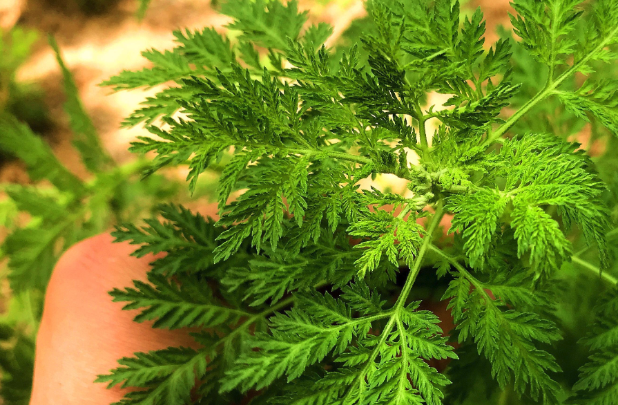青蒿的種子如何培育,如何提取青蒿素?