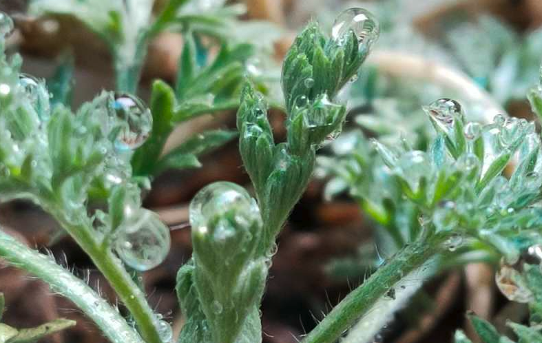青蒿和白蒿有哪些區別,分別有什么價值?