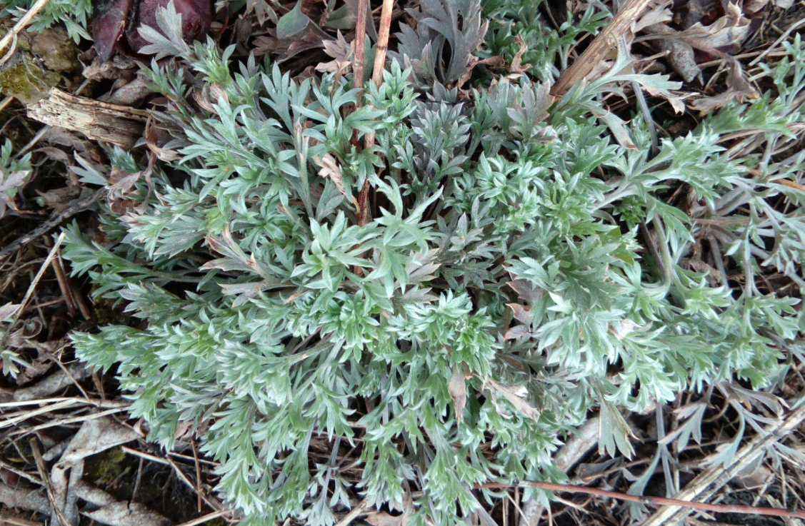 白蒿有哪些生態(tài)習(xí)性,有什么藥用價(jià)值?