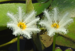 <strong>白花荇菜有哪些繁殖方式，如何進行移栽？</strong>