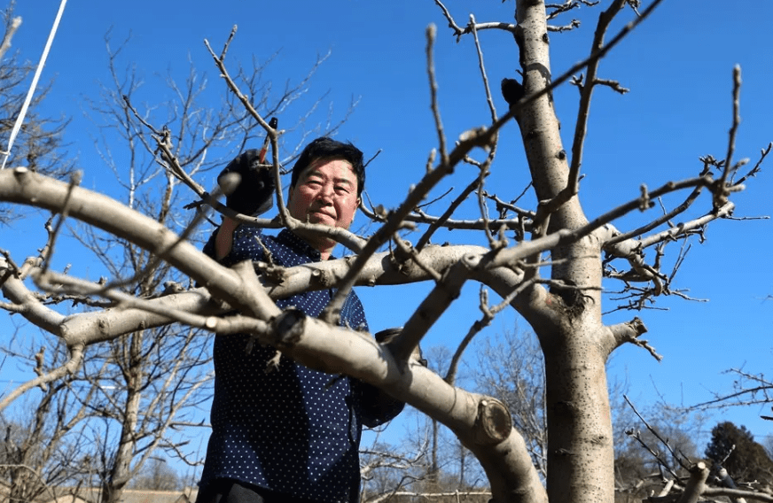 蘋果樹如何進行修剪,有哪些技巧和方法?