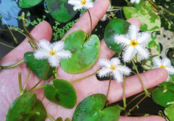 白花荇菜種子如何培育,如何施肥?