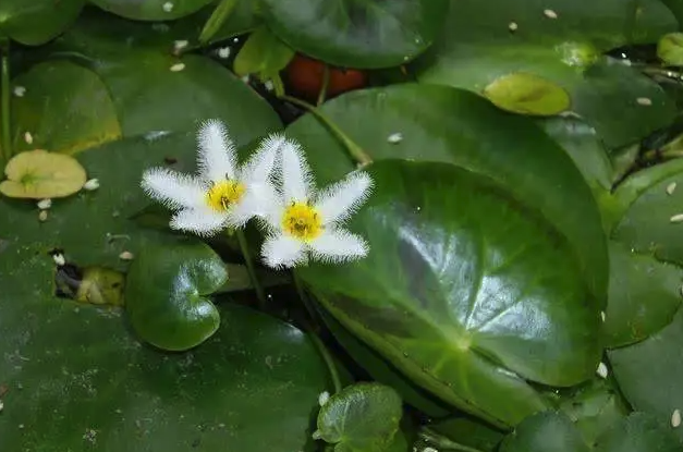 白花荇菜種子如何培育,如何施肥?