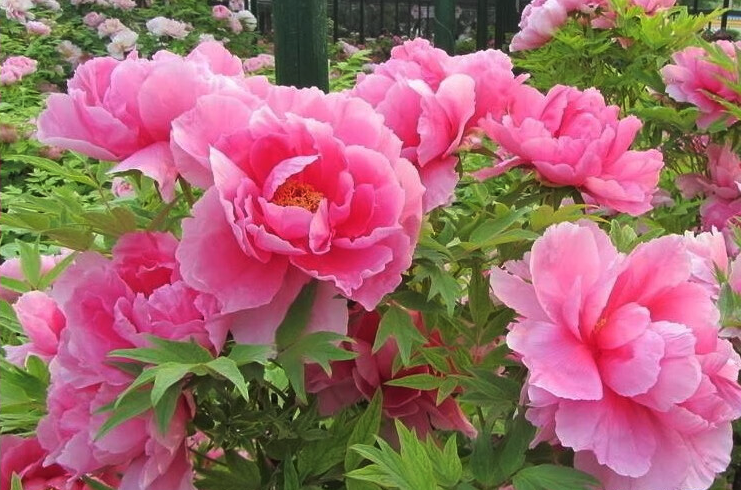 牡丹花根部有黑斑和菌絲體有哪些危害,如何處理?