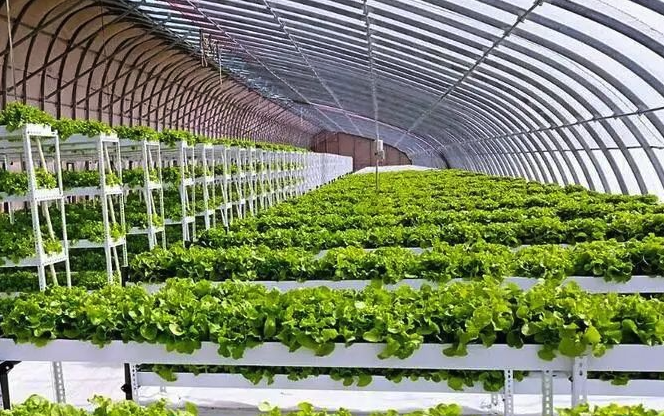 蔬菜大棚里可以施用農家肥嗎,有哪些注意事項?