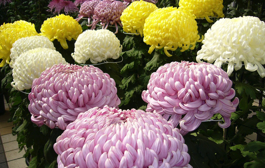 菊花生長每個階段的需水量怎么樣,應(yīng)該如何控制?